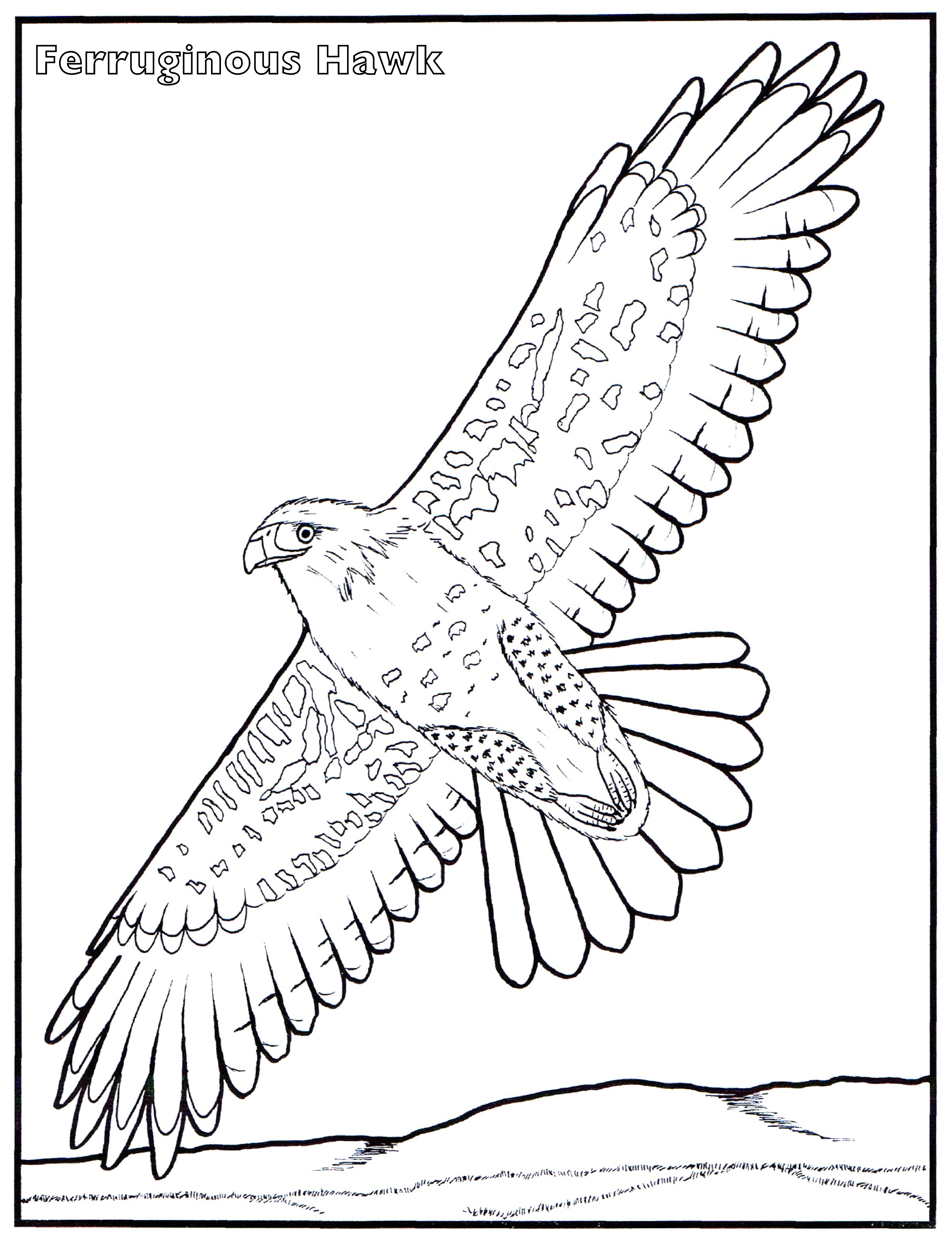 94 Hawks Coloring Pages Printable 39