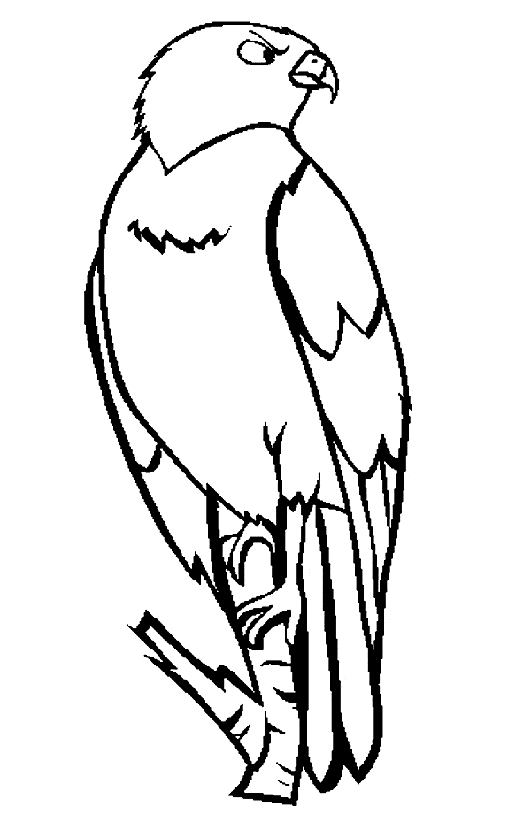 94 Hawks Coloring Pages Printable 45