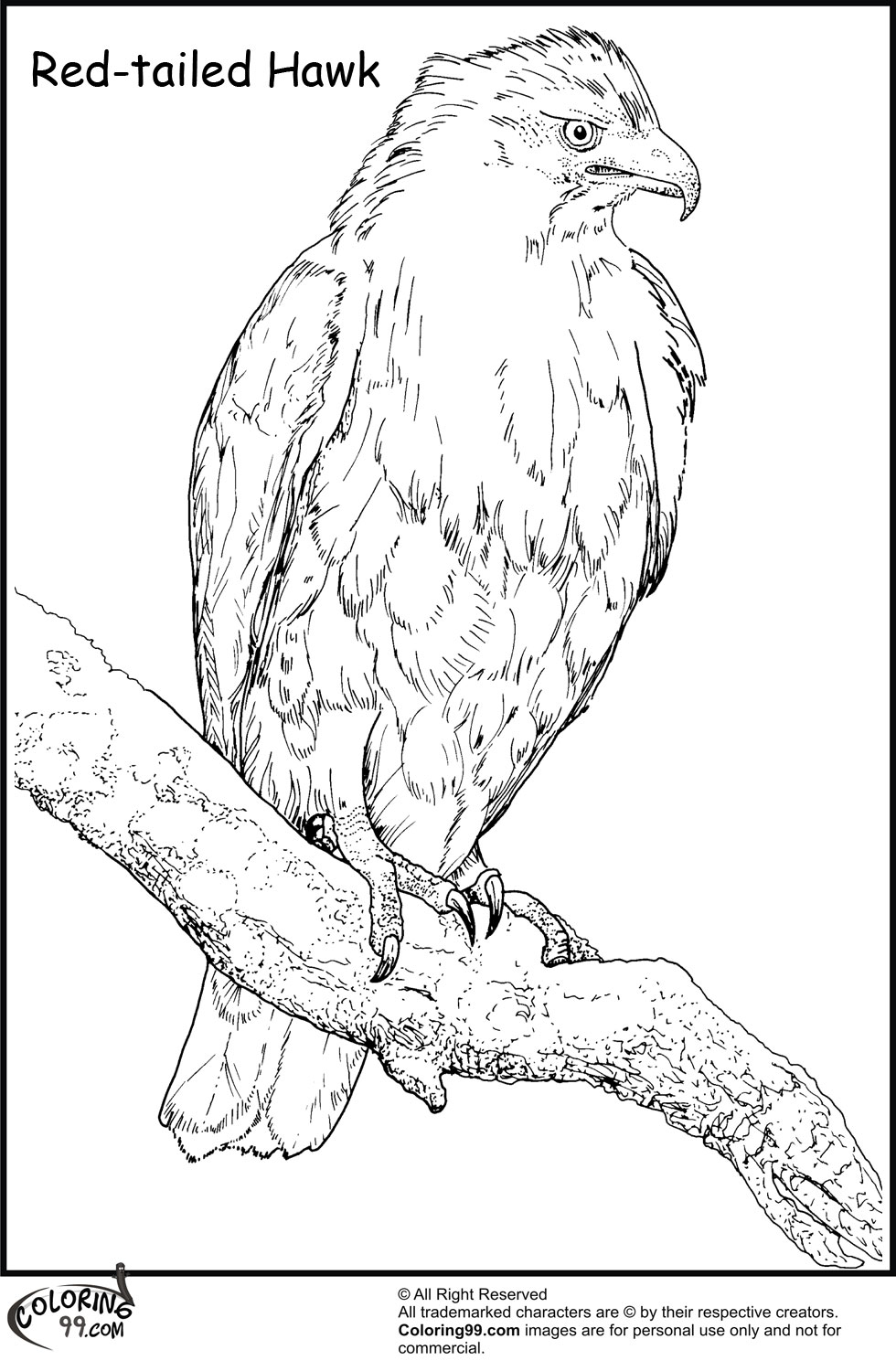 94 Hawks Coloring Pages Printable 46