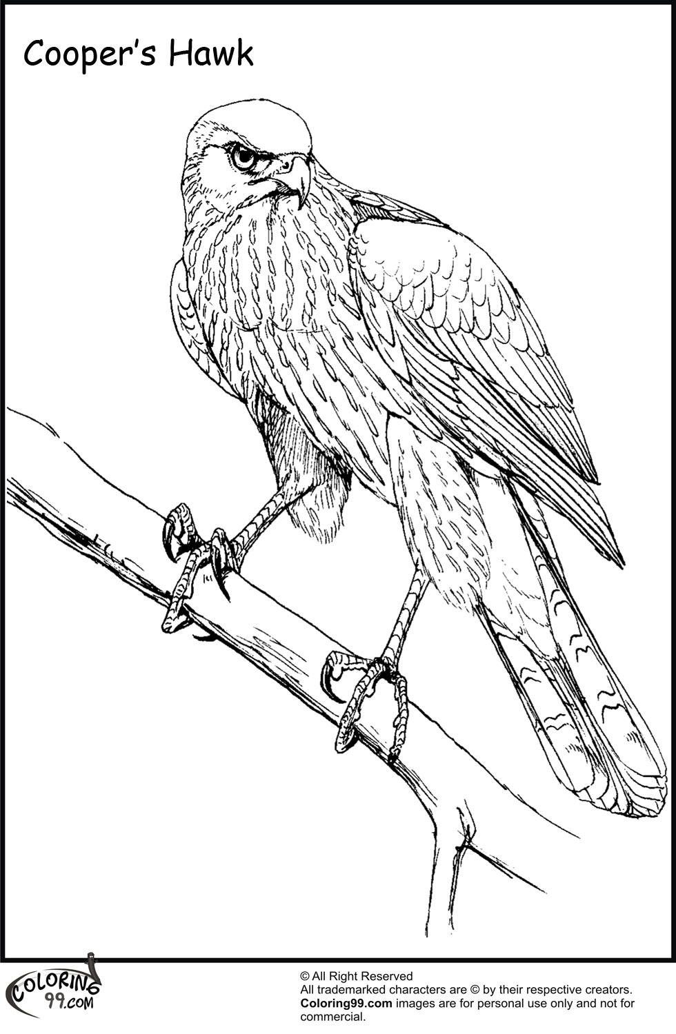 94 Hawks Coloring Pages Printable 50