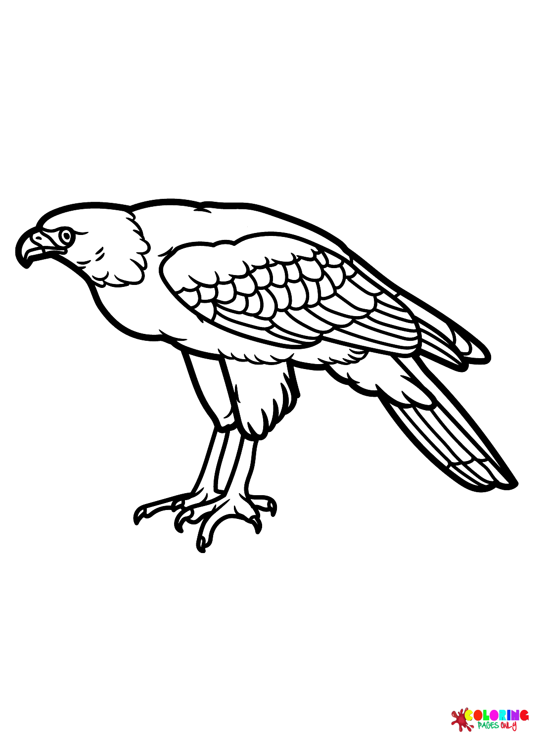 94 Hawks Coloring Pages Printable 58