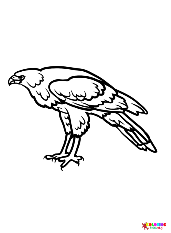 94 Hawks Coloring Pages Printable 60