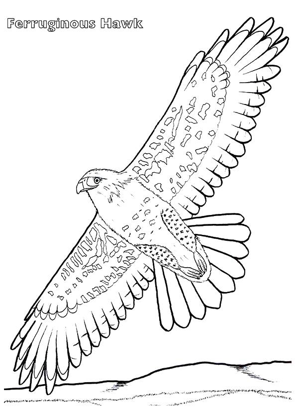 94 Hawks Coloring Pages Printable 62