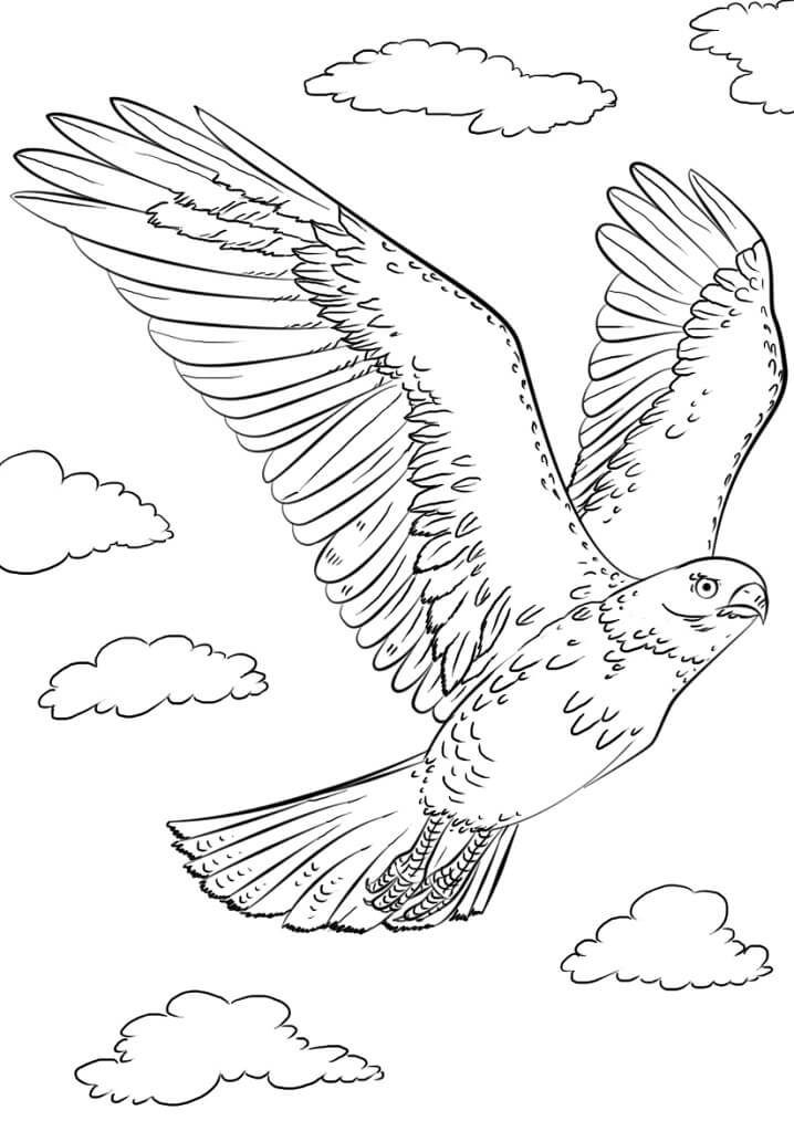 94 Hawks Coloring Pages Printable 63