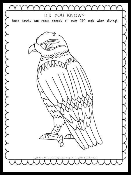 94 Hawks Coloring Pages Printable 66