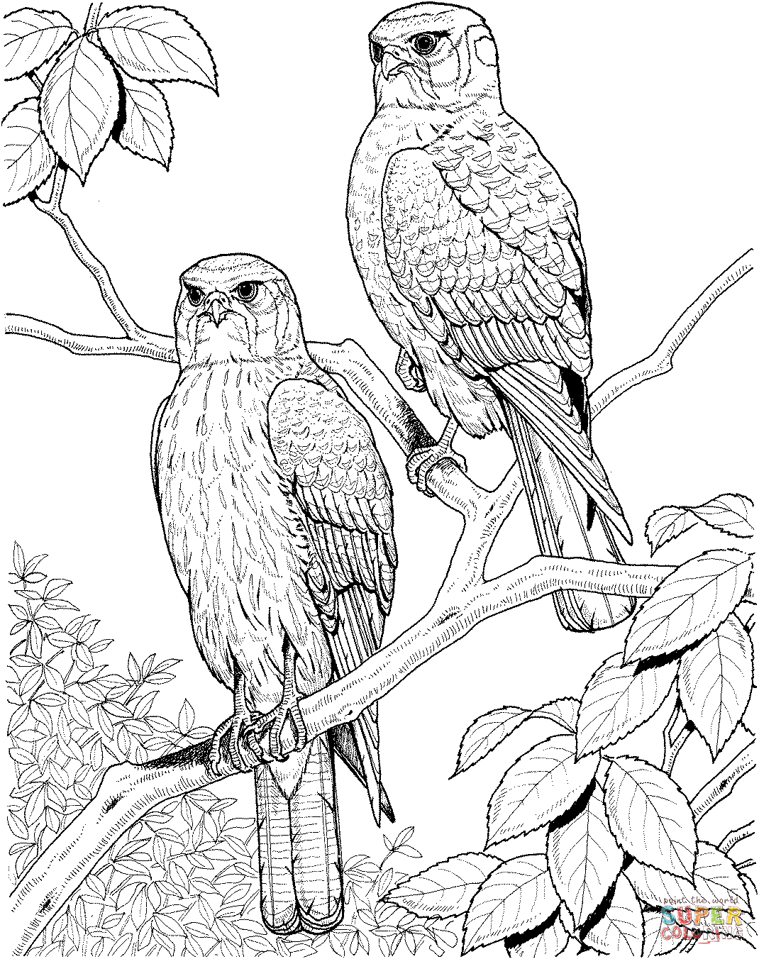 94 Hawks Coloring Pages Printable 69