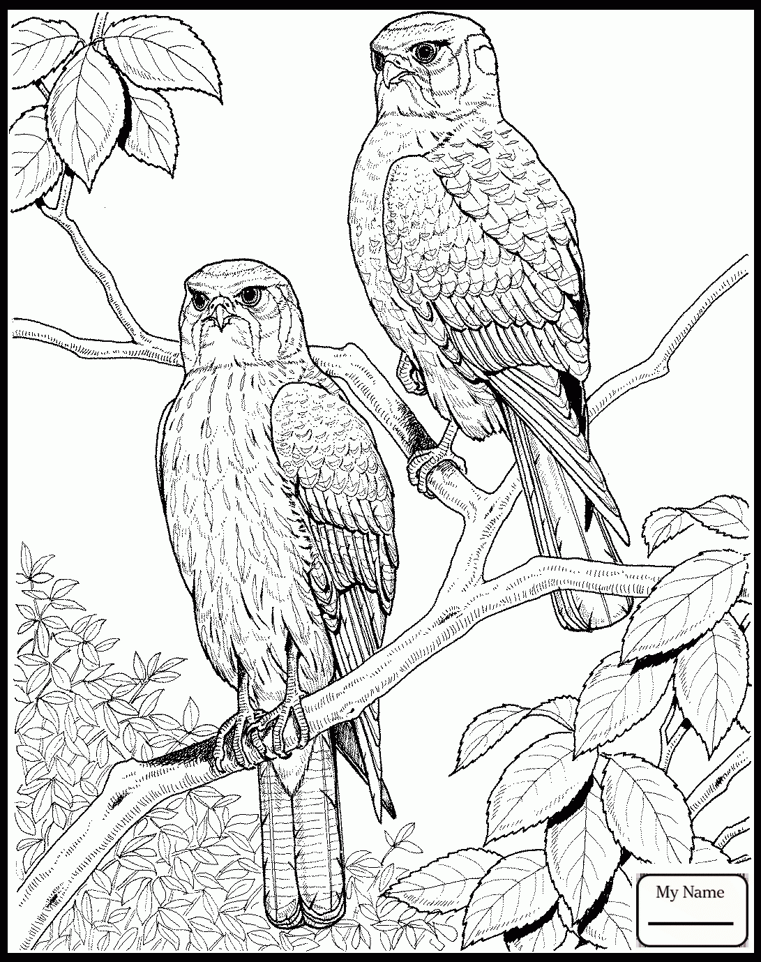 94 Hawks Coloring Pages Printable 71