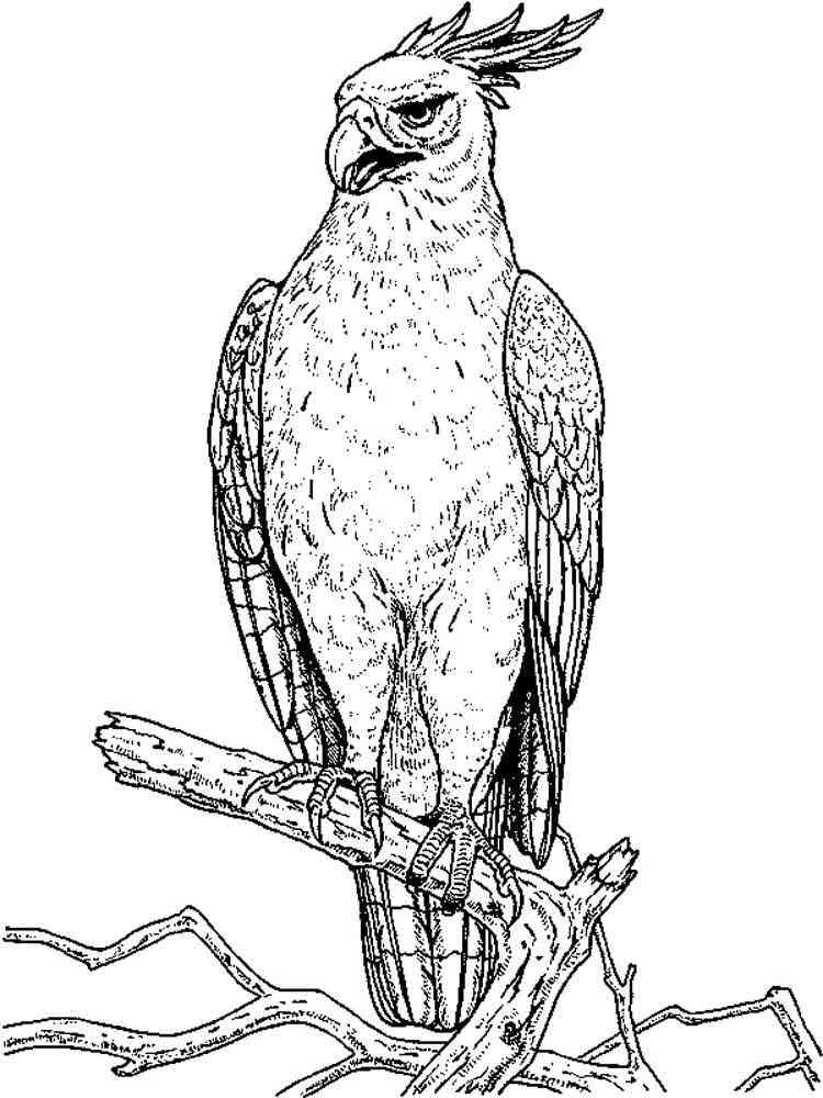 94 Hawks Coloring Pages Printable 87