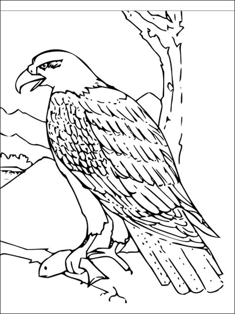 94 Hawks Coloring Pages Printable 88