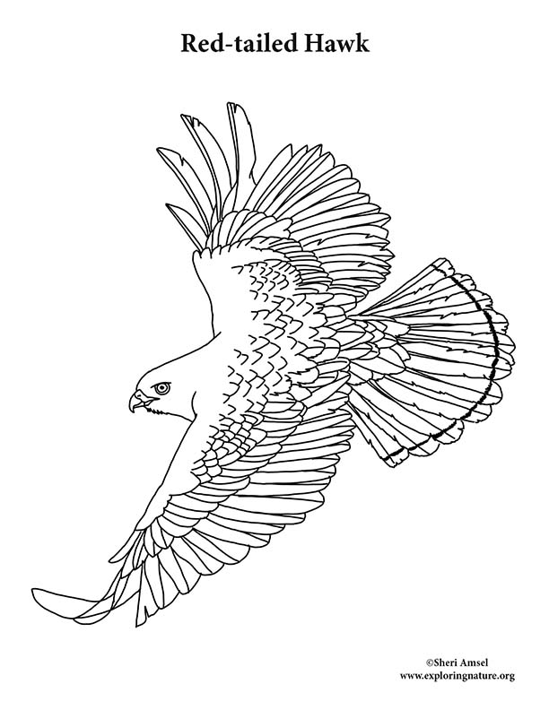 94 Hawks Coloring Pages Printable 91