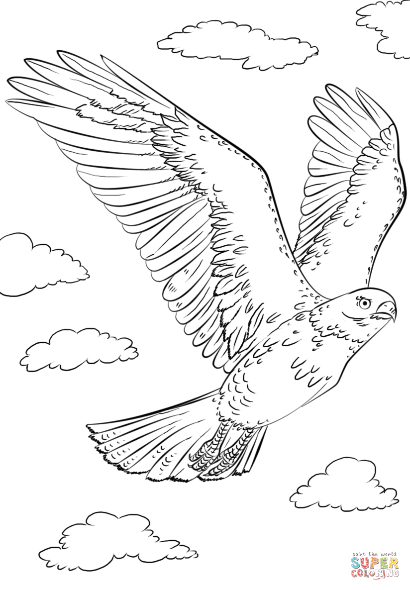 94 Hawks Coloring Pages Printable 93