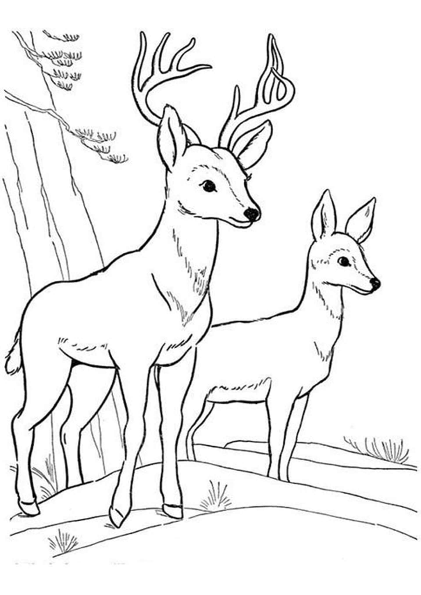 printable john deere coloring pages jpg