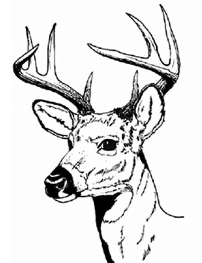 34 Animal Head Coloring Pages Printable Creative 6