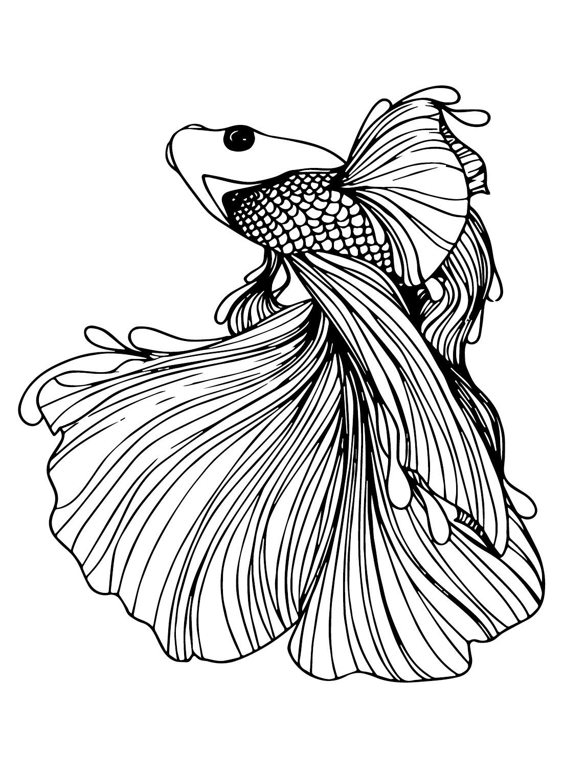 betta fish coloring pages jpg