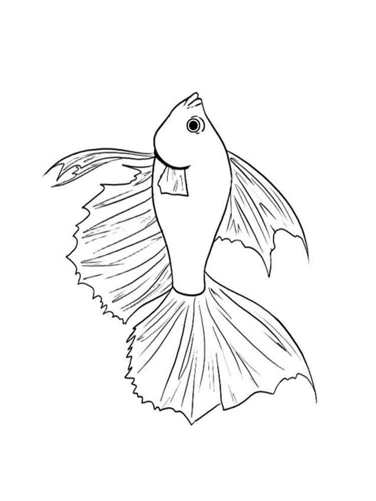 35 Betta Fish Coloring Pages 15