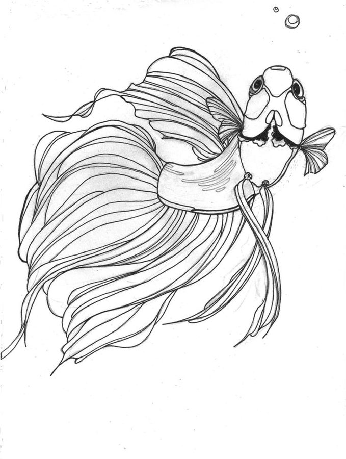 betta fish coloring pages jpg