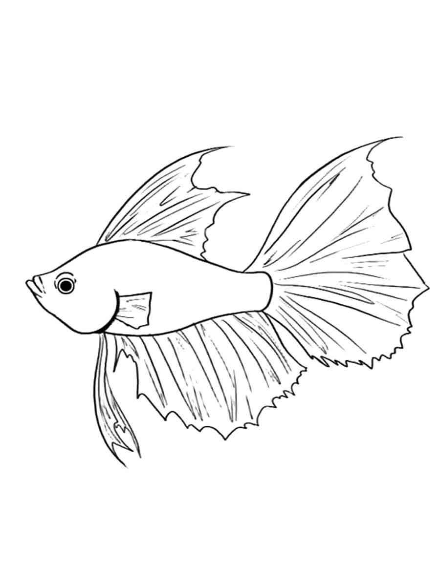 betta fish coloring pages jpg