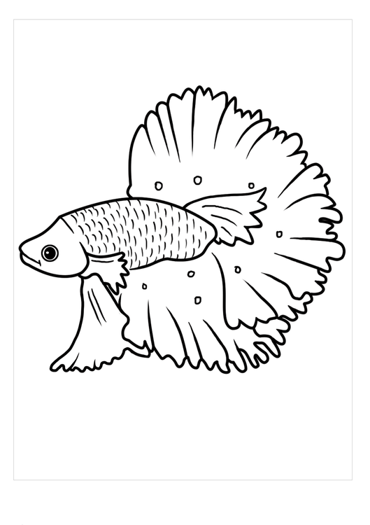 betta fish coloring pages jpg