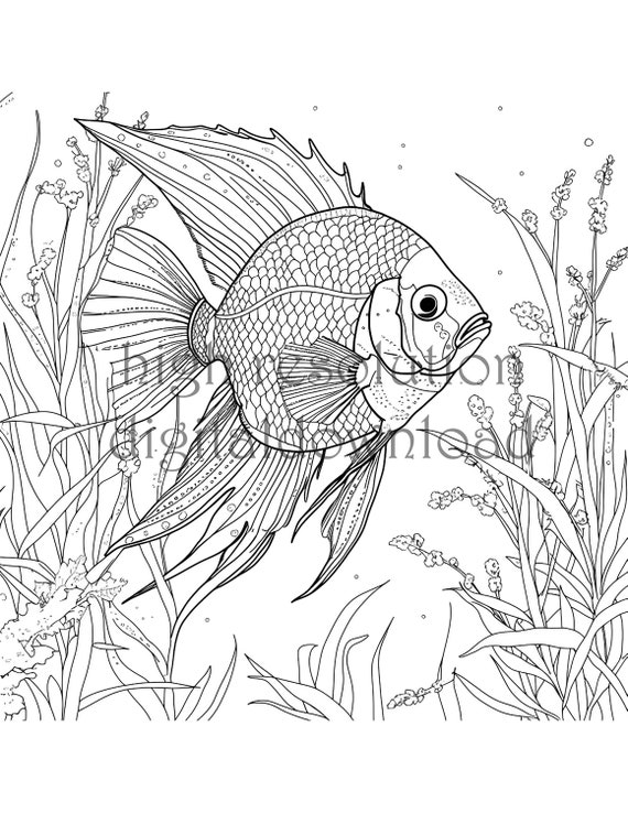 betta fish coloring pages jpg