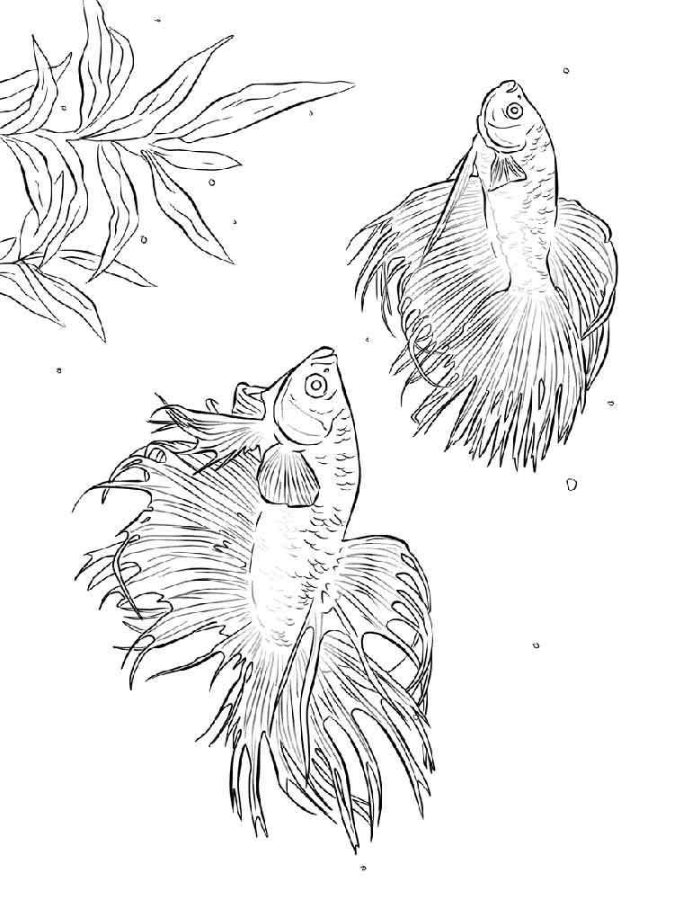 betta fish coloring pages jpg