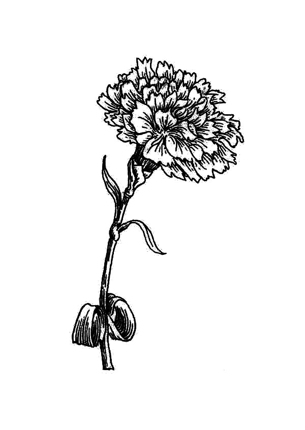 36 Carnation Flower Coloring Pages Beautiful Printable 10