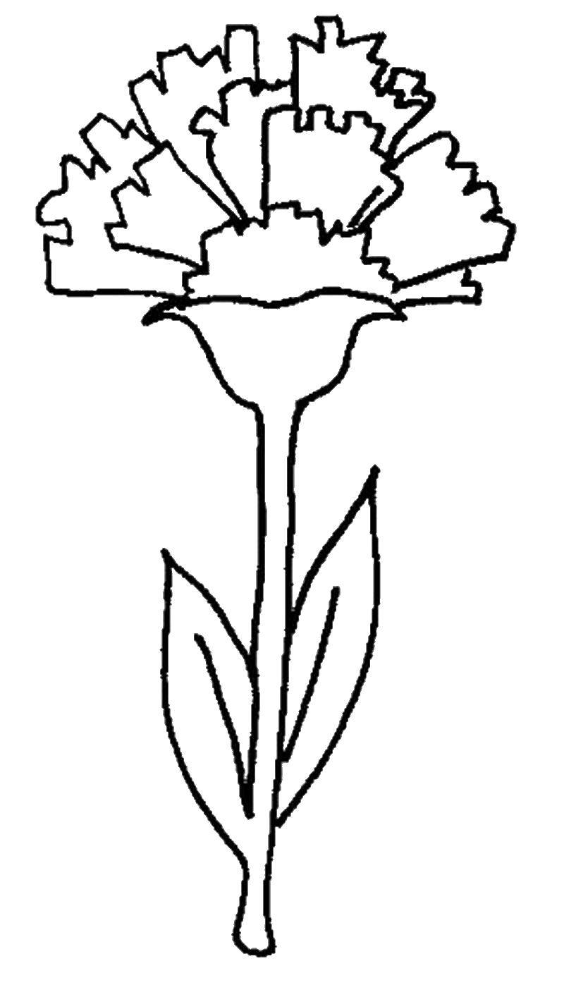 carnation flower coloring pages beautiful printable jpg