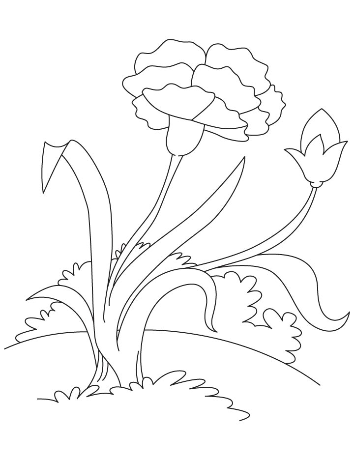 carnation flower coloring pages beautiful printable jpg