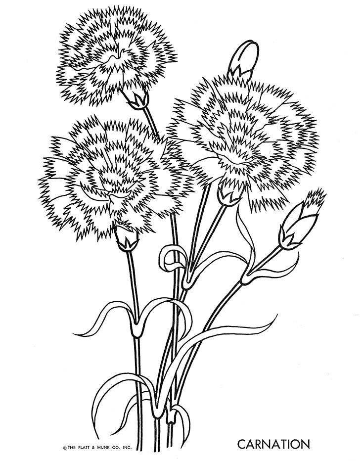 36 Carnation Flower Coloring Pages Beautiful Printable 17