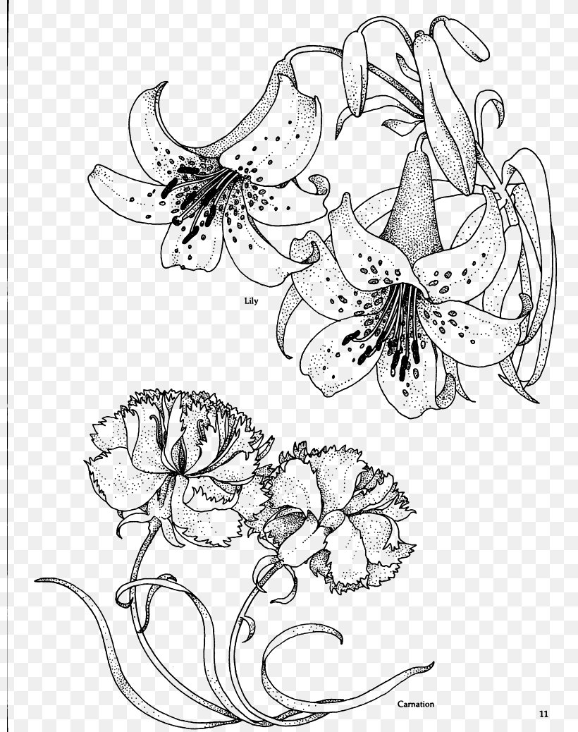 36 Carnation Flower Coloring Pages Beautiful Printable 19