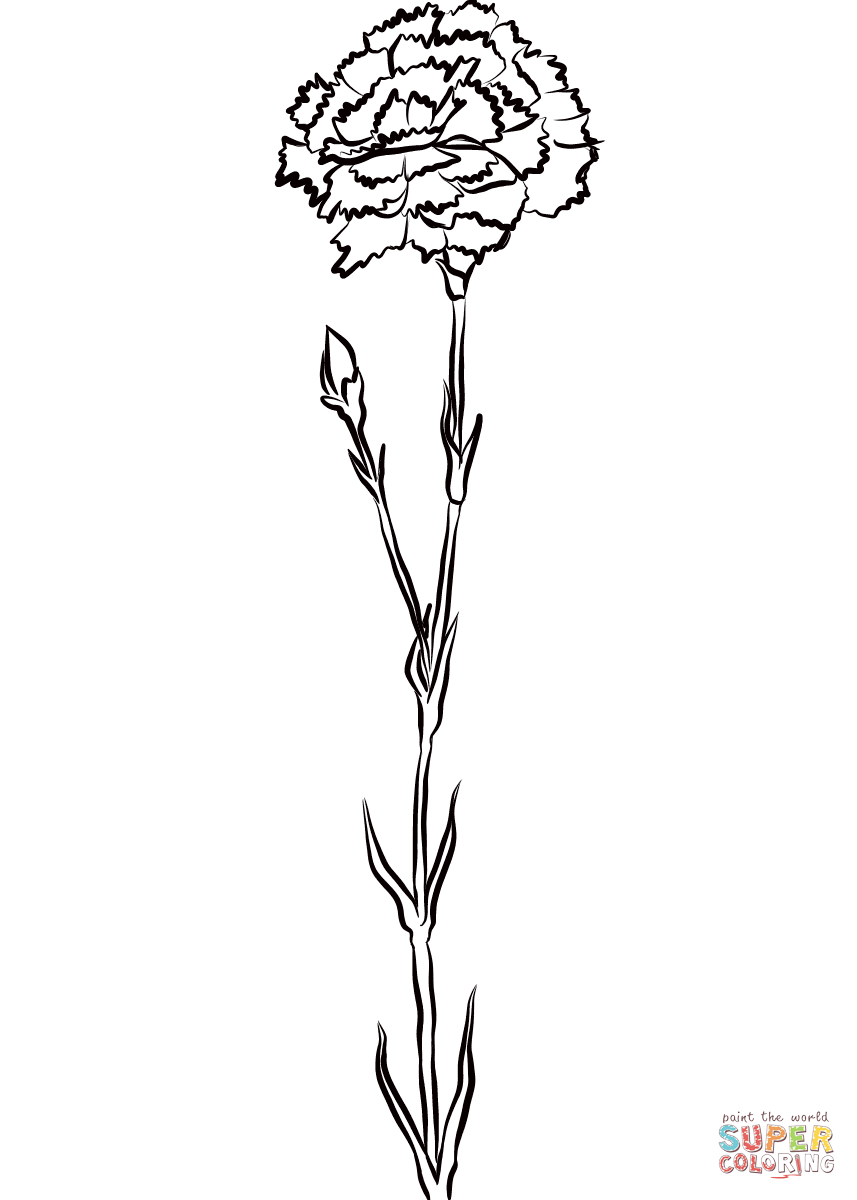 36 Carnation Flower Coloring Pages Beautiful Printable 2