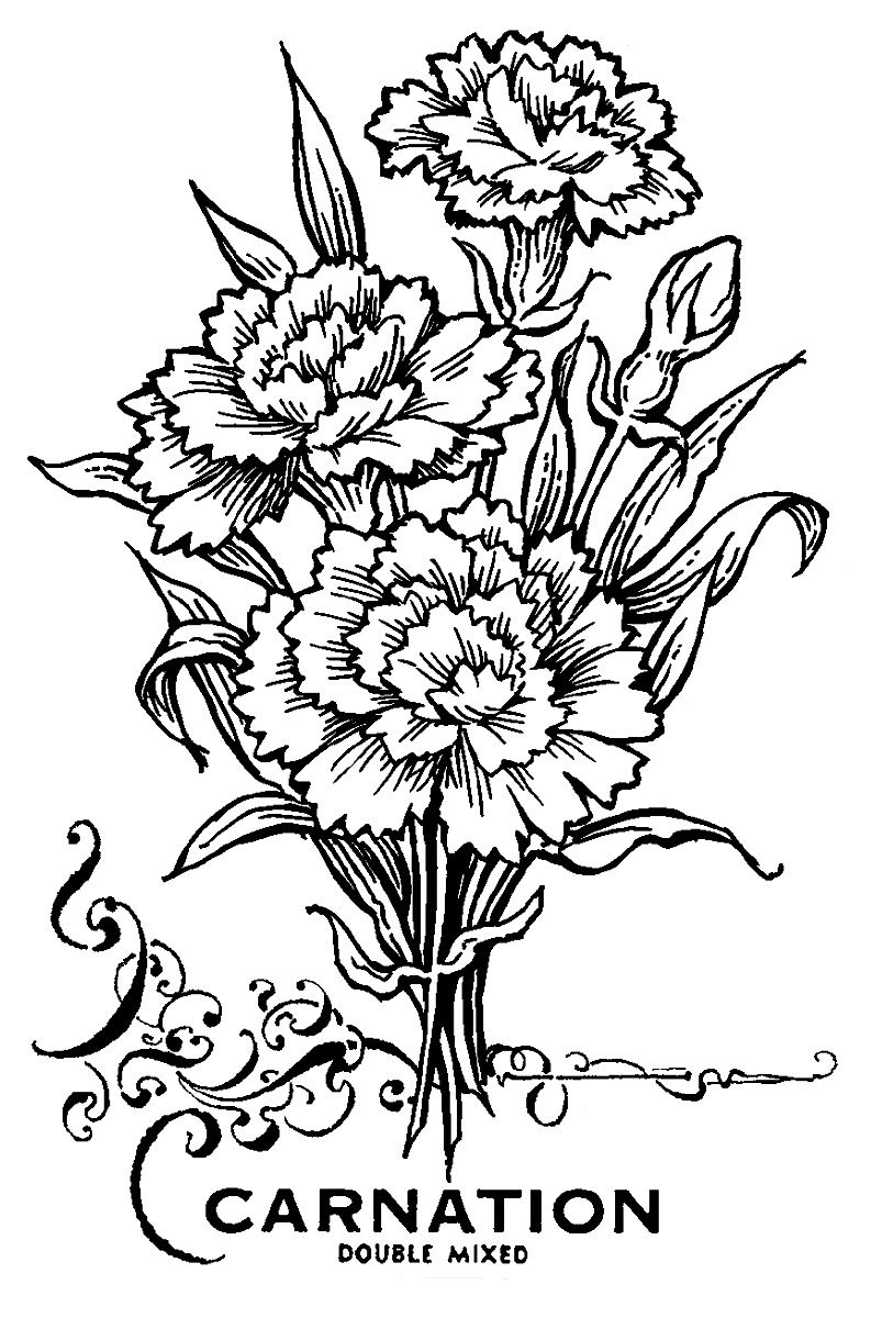 36 Carnation Flower Coloring Pages Beautiful Printable 24