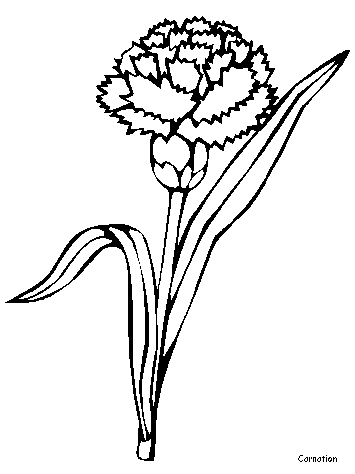 carnation flower coloring pages beautiful printable jpg