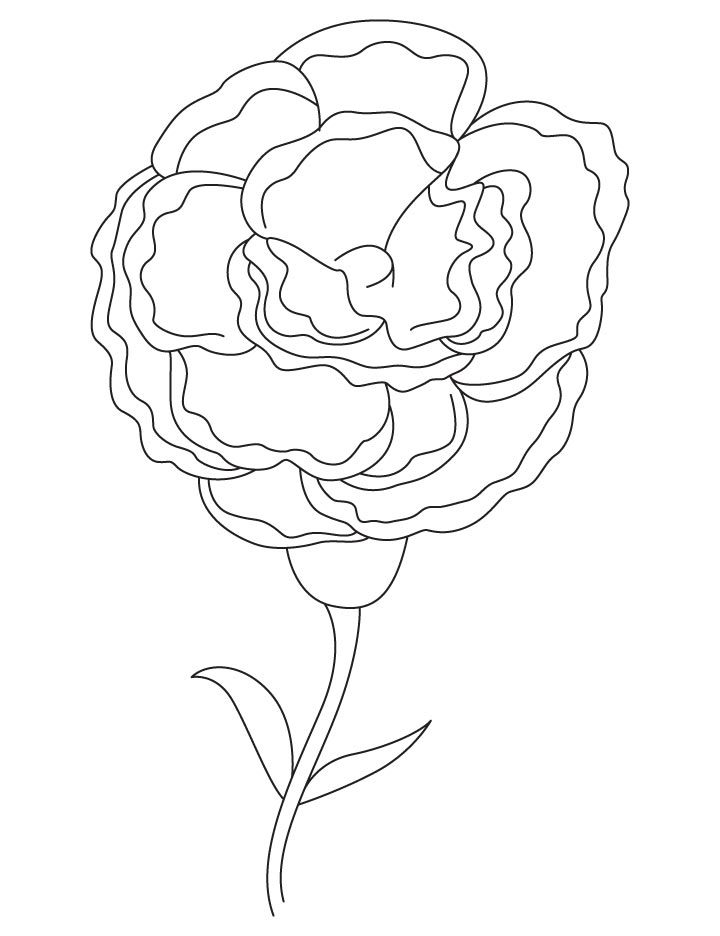 carnation flower coloring pages beautiful printable jpg