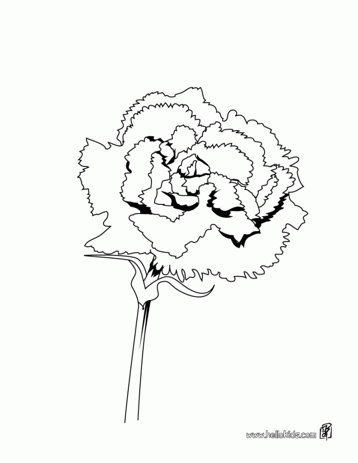 carnation flower coloring pages beautiful printable jpg