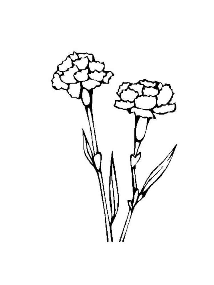 carnation flower coloring pages beautiful printable jpg