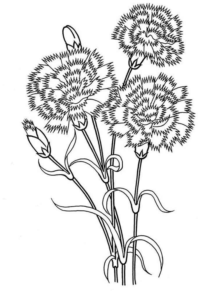 36 Carnation Flower Coloring Pages Beautiful Printable 3