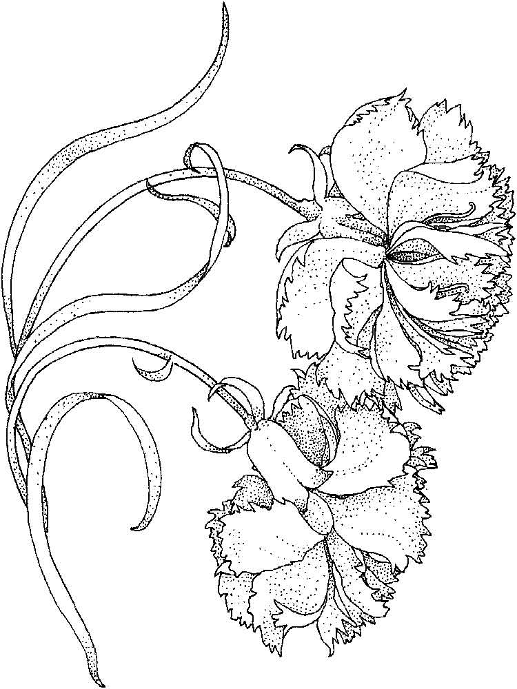 carnation flower coloring pages beautiful printable jpg