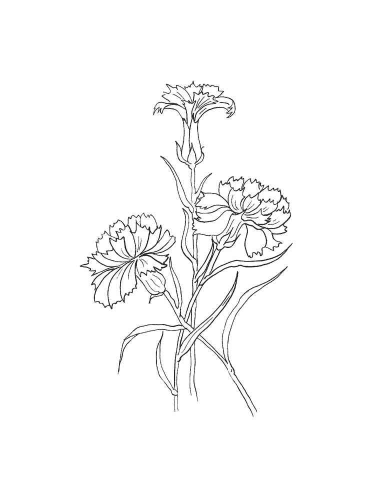 carnation flower coloring pages beautiful printable jpg