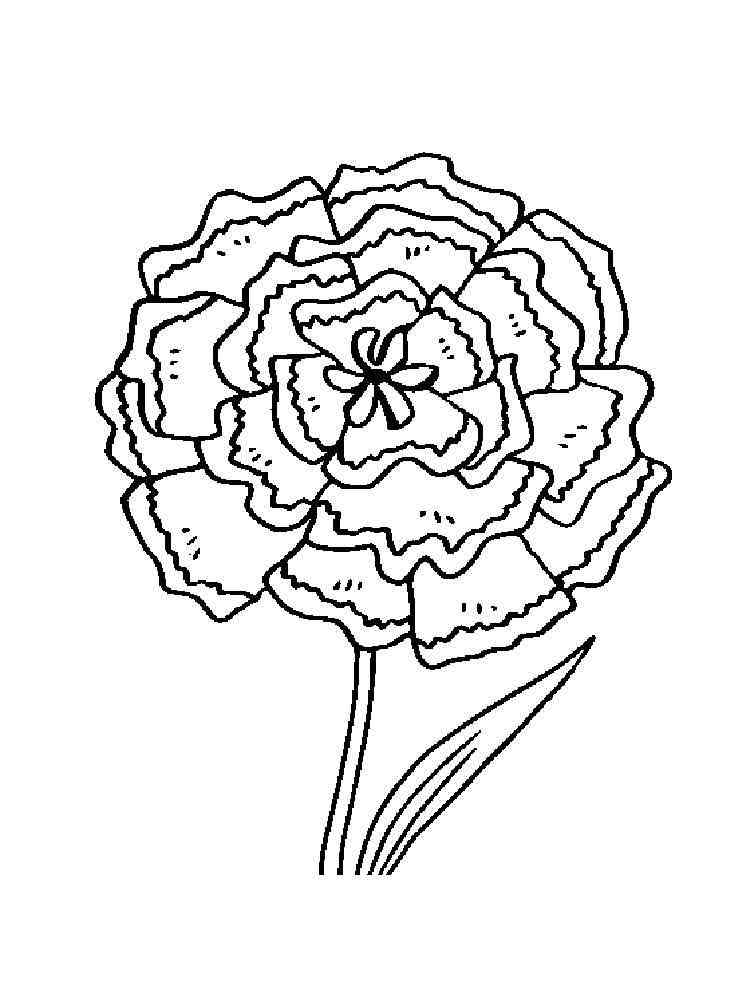 carnation flower coloring pages beautiful printable jpg