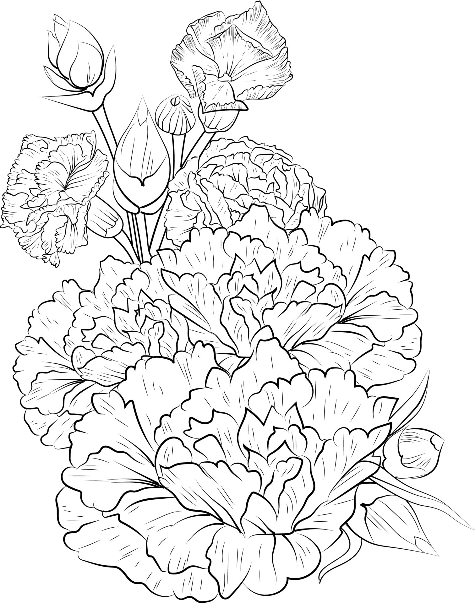 36 Carnation Flower Coloring Pages Beautiful Printable 33