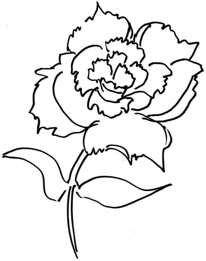 carnation flower coloring pages beautiful printable jpg