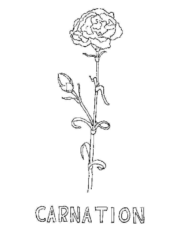 36 Carnation Flower Coloring Pages Beautiful Printable 7