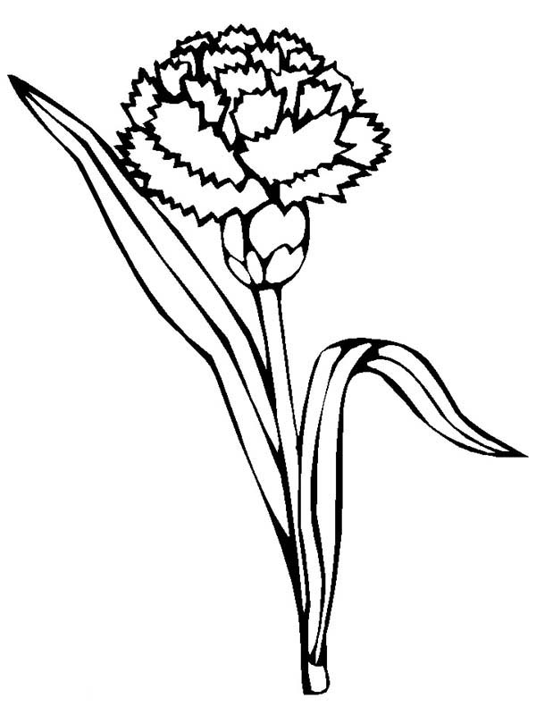 carnation flower coloring pages beautiful printable jpg