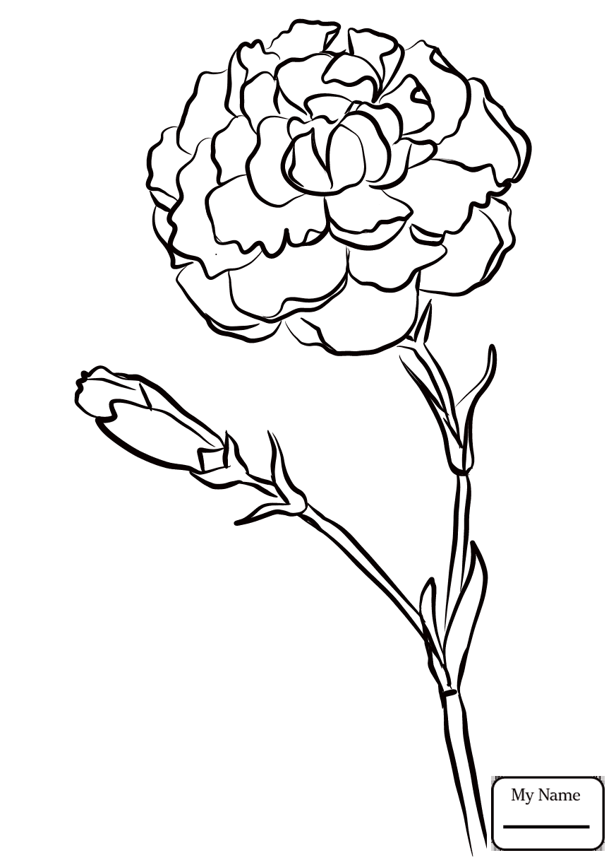 36 Carnation Flower Coloring Pages Beautiful Printable 9