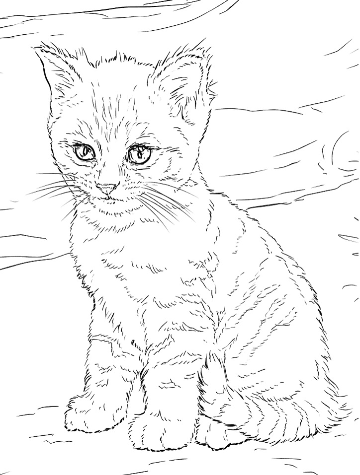 37 Adorable Kawaii Kitten Coloring Pages Printable 35