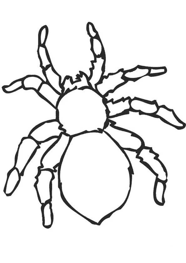 39 Free Halloween Spider Coloring Pages Printable 10