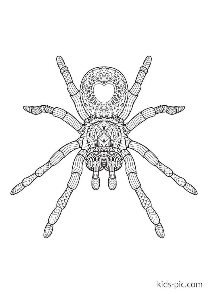 free halloween spider coloring pages printable jpg