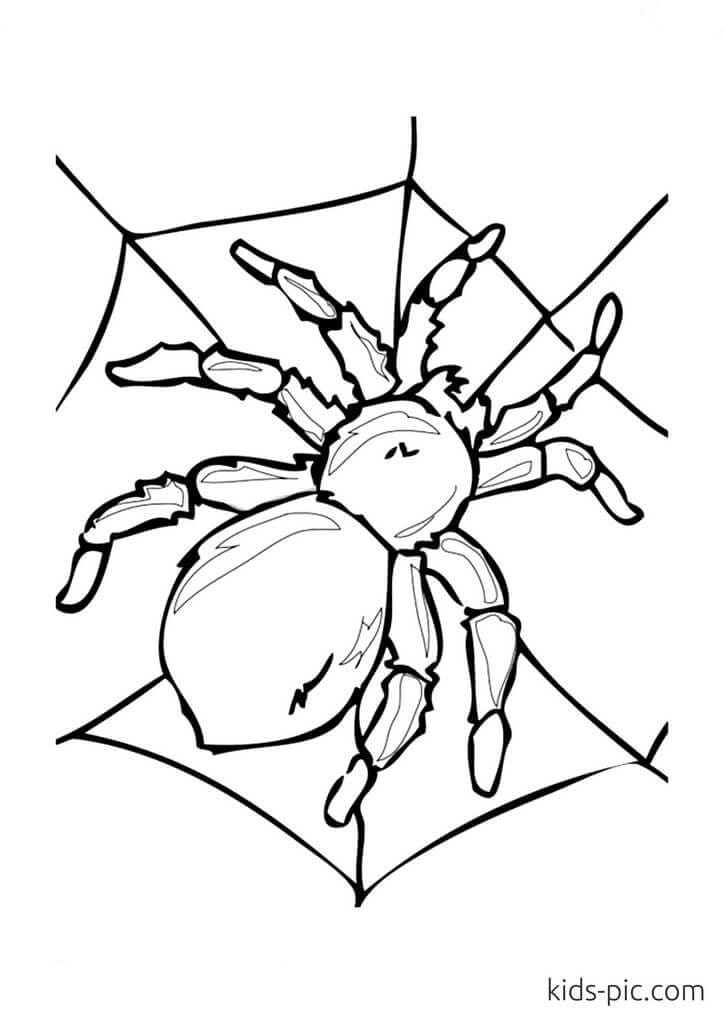 free halloween spider coloring pages printable jpg